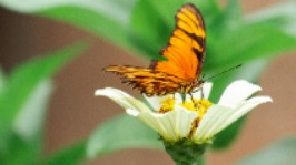 cropped image