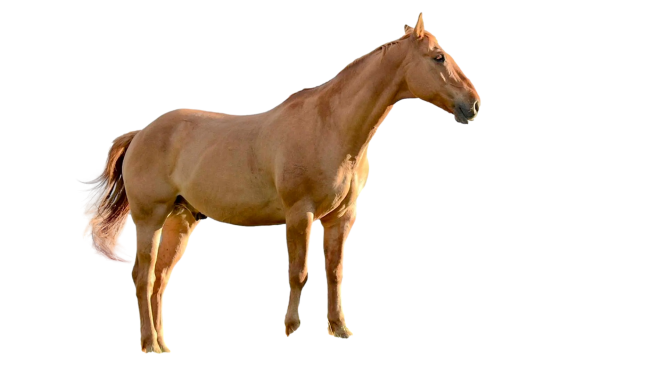 image with removed background