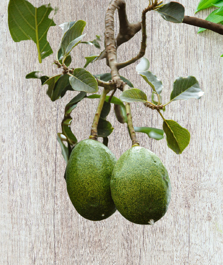 image with changed background