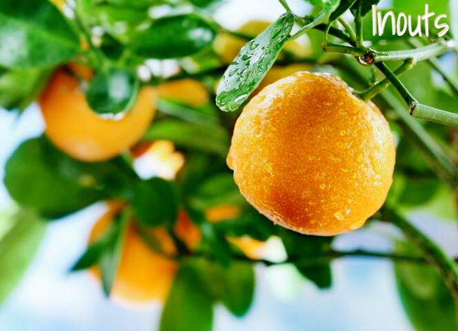 watermarked image