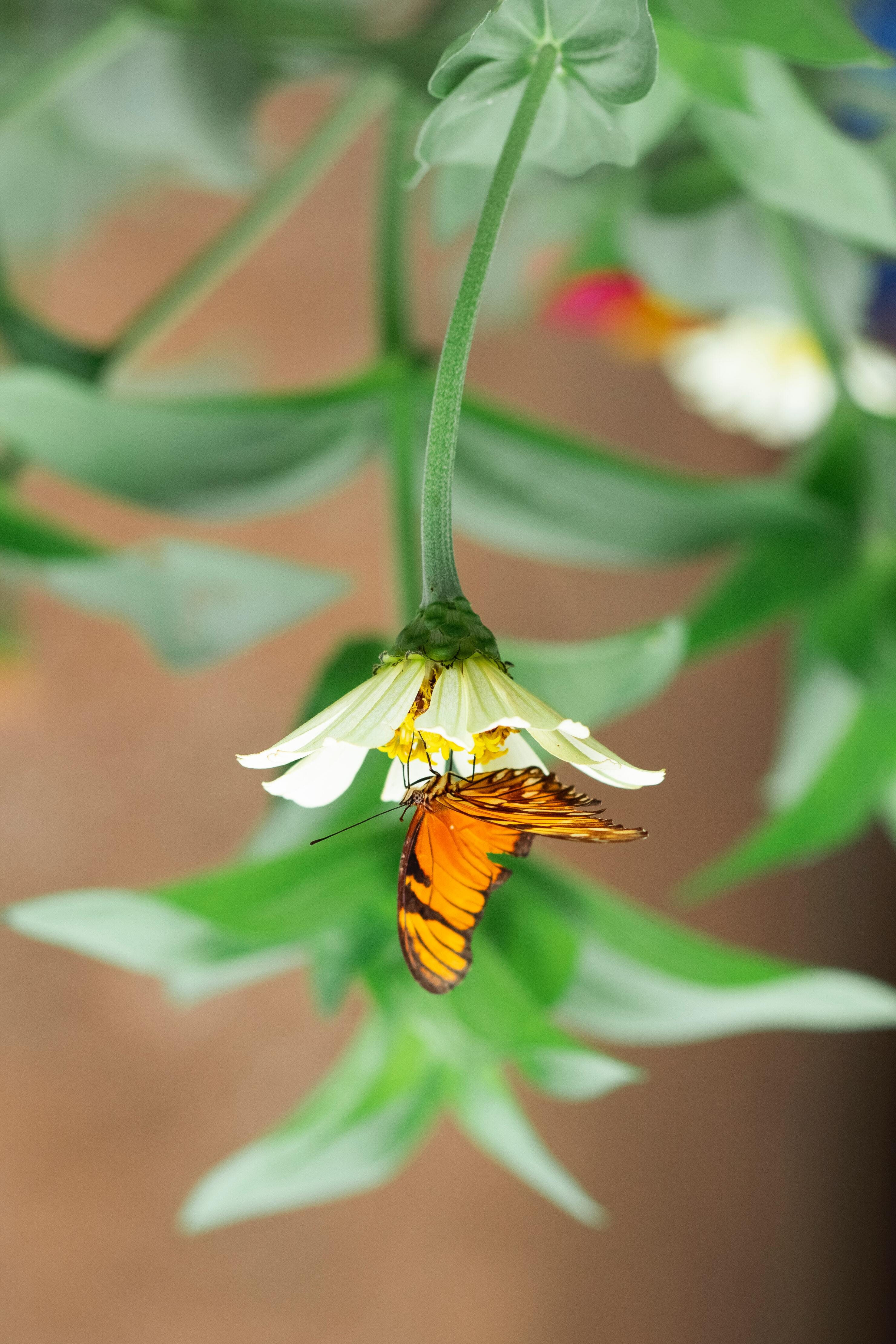 rotated image